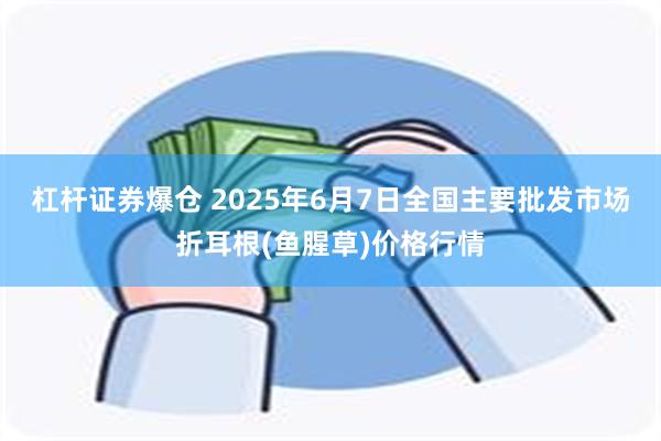 杠杆证券爆仓 2025年6月7日全国主要批发市场折耳根(鱼腥草)价格行情